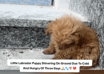 5 People Don’t Deserve Pets_part1 .Animals Rescue #dogrescue #rescuedog #dogsofttiktok #foryoupage #foryou #dogs