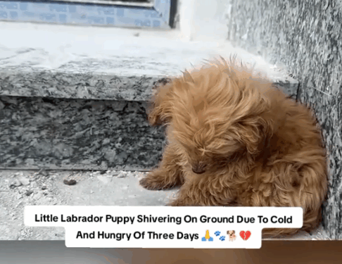 5 People Don’t Deserve Pets_part1 .Animals Rescue #dogrescue #rescuedog #dogsofttiktok #foryoupage #foryou #dogs