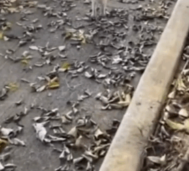 5 I rescued a puppy abandoned in the middle of the street, I took him and adopted him_part1