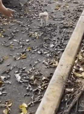 5 I rescued a puppy abandoned in the middle of the street, I took him and adopted him_part1