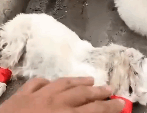 Part2:Animals Rescue #dogrescue #rescuedog #dogsofttiktok #foryoupage #foryou #dogs