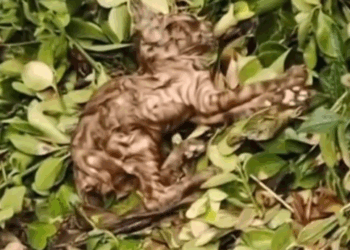 part2.Animals Rescue #dogrescue #rescuedog #dogsofttiktok #foryoupage #foryou #dogs