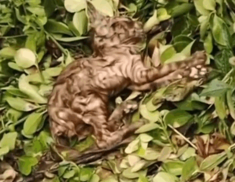 part2.Animals Rescue #dogrescue #rescuedog #dogsofttiktok #foryoupage #foryou #dogs