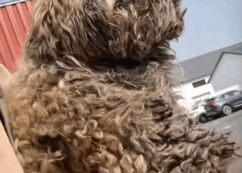 Cute Little Puppy Dog #dogreaction_part2