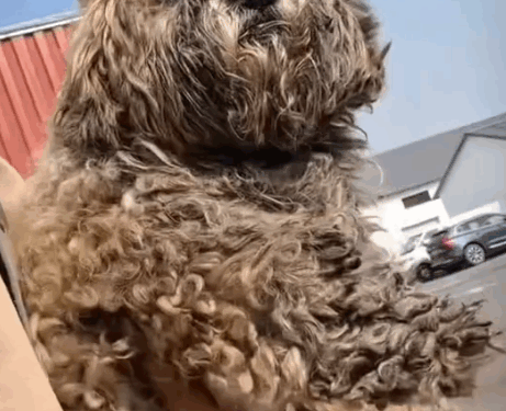 Cute Little Puppy Dog #dogreaction_part2