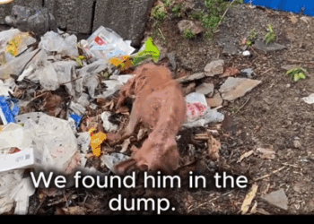 He Was Digging Through Garbage for One More Meal…_part2