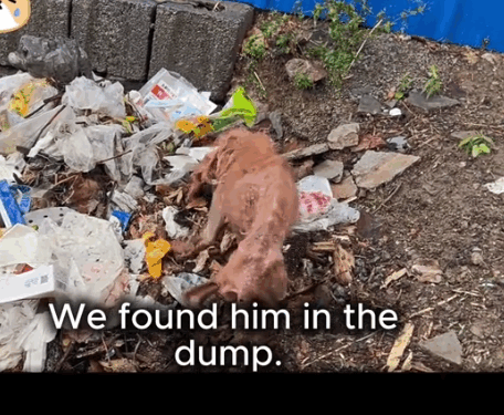 He Was Digging Through Garbage for One More Meal…_part2