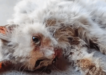 He Couldn’t Even Move… But We Gave Him a Second Chance_part2