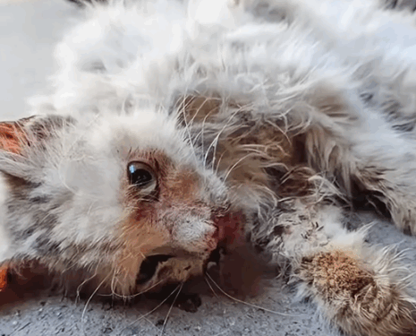 He Couldn’t Even Move… But We Gave Him a Second Chance_part2