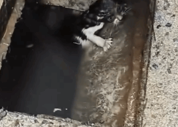 A little car fell into the sewage pipe and a kind girl adopted her and then_part2