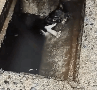 A little car fell into the sewage pipe and a kind girl adopted her and then_part2