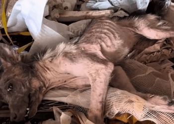 Part2. Animals Rescue #dogrescue #rescuedog #dogsofttiktok #foryoupage #foryou #dogs