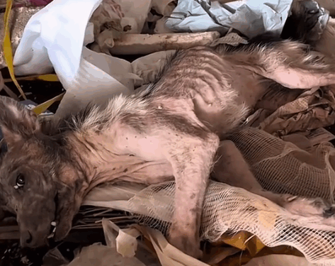 Part2. Animals Rescue #dogrescue #rescuedog #dogsofttiktok #foryoupage #foryou #dogs