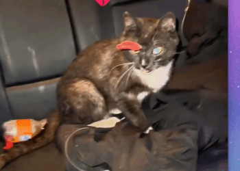 A dart was in her head… but she still fought to live 💔🐱_part2