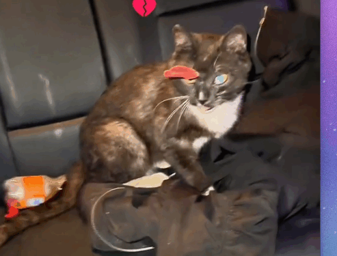 A dart was in her head… but she still fought to live 💔🐱_part2