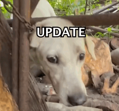 A little update on Bianca, the dog who was chained up and living in filth._part2