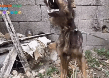 From Chains to Chance_part2