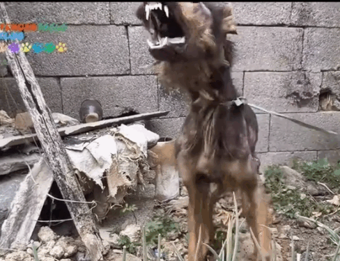 From Chains to Chance_part2