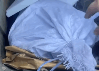 I found a poor little fellow in the trash can_part2