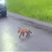 I found a baby fox and he wants to follow me home_part2
