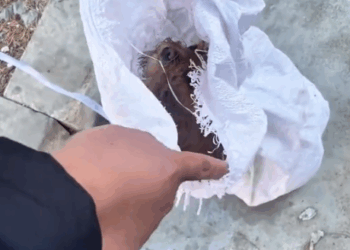 Part2 .Animals Rescue #dogrescue #rescuedog #dogsofttiktok #foryoupage #foryou #dogs