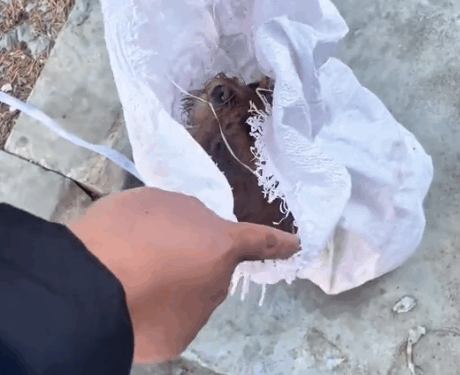 Part2 .Animals Rescue #dogrescue #rescuedog #dogsofttiktok #foryoupage #foryou #dogs