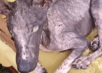 Hercules wasn’t in good shape when we rescued him. Thanks to the backing of our supporters he became happy_part2