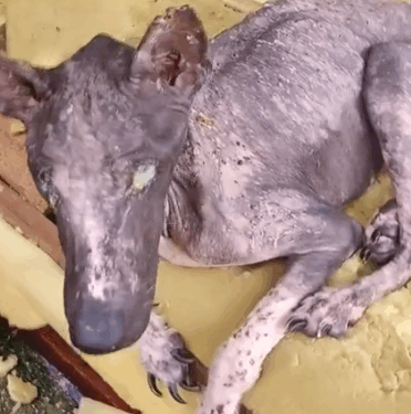 Hercules wasn’t in good shape when we rescued him. Thanks to the backing of our supporters he became happy_part2