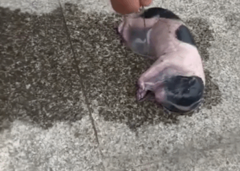 parrt2.Animals Rescue #dogrescue #rescuedog #dogsofttiktok #foryoupage #foryou #dogs