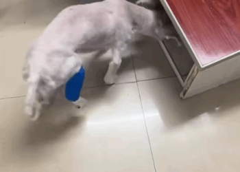 part2Animals Rescue #dogrescue #rescuedog #dogsofttiktok #foryoupage #foryou #dogs