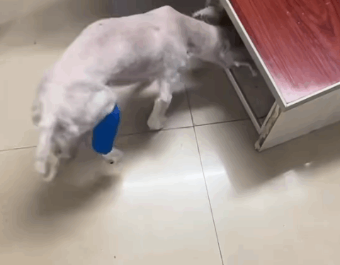 part2Animals Rescue #dogrescue #rescuedog #dogsofttiktok #foryoupage #foryou #dogs