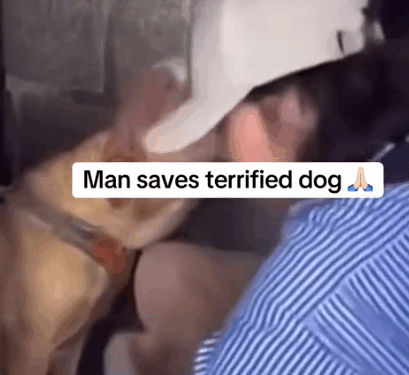 Part 2.Animals Rescue #rescuedog #dogrescue #dogsofttiktok #foryoupage #foryou #dogs