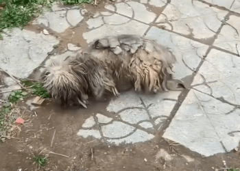 part2.Animals Rescue #dogrescue #rescuedog #dogsofttiktok #foryoupage #foryou #dogs