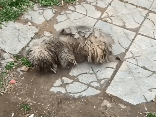 part2.Animals Rescue #dogrescue #rescuedog #dogsofttiktok #foryoupage #foryou #dogs