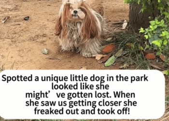 6 Rescuing a Stray Dog_part1