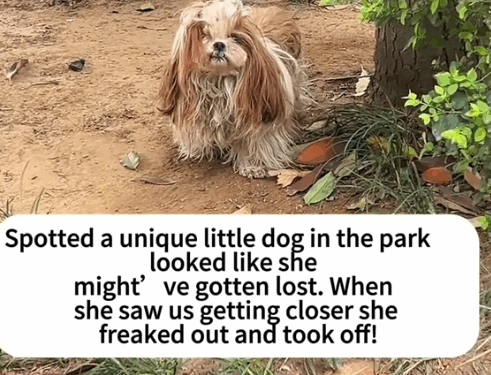 6 Rescuing a Stray Dog_part1