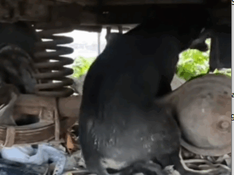 6rescue of a little abandoned dog with a broken leg I take him to cure him❤️_part1