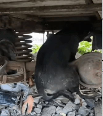 6rescue of a little abandoned dog with a broken leg I take him to cure him❤️_part1