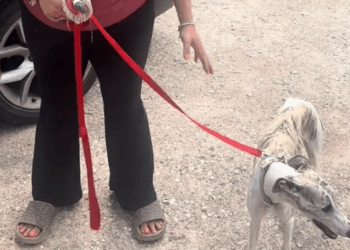 A dog who lost her entire family to the Texas floods was rescued by Kerville Pets Alive._part2