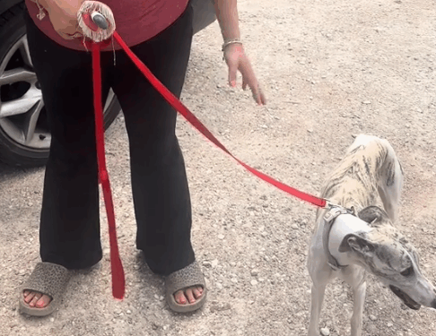 A dog who lost her entire family to the Texas floods was rescued by Kerville Pets Alive._part2