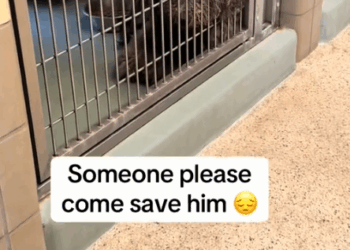 part2.Animals Rescue #dogrescue #rescuedog #dogsofttiktok #foryoupage #foryou #dogs