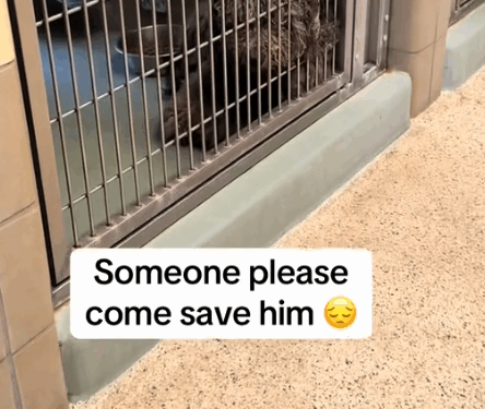 part2.Animals Rescue #dogrescue #rescuedog #dogsofttiktok #foryoupage #foryou #dogs