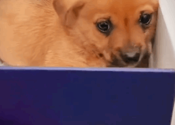 Cute Little Puppy Dog #dogrescue_part2