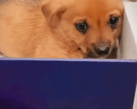 Cute Little Puppy Dog #dogrescue_part2