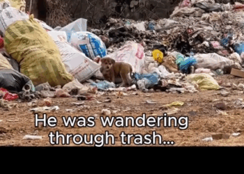 He Was Searching for Food in the Trash… Until He Found Me._part2