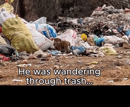 He Was Searching for Food in the Trash… Until He Found Me._part2