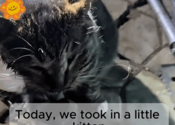 He cried out for help… even with a shattered skull._part2