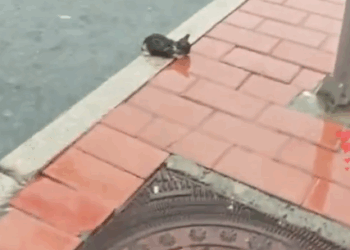 A little cat was crying on the roadside and it was raining heavily, I brought her home_part2