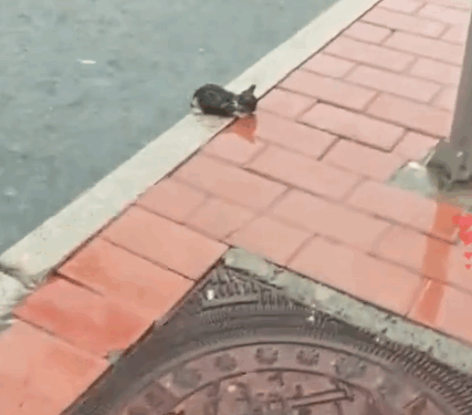 A little cat was crying on the roadside and it was raining heavily, I brought her home_part2