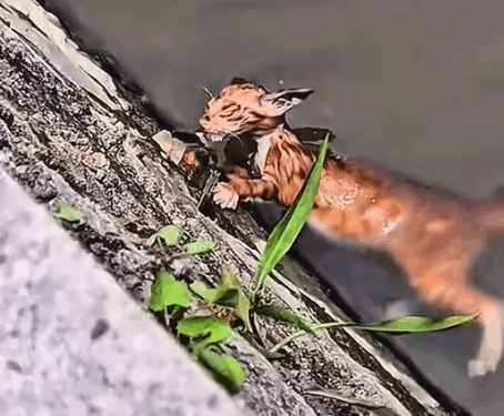 Part2. Animals Rescue #dogrescue #rescuedog #dogsofttiktok #foryoupage #foryou #dogs